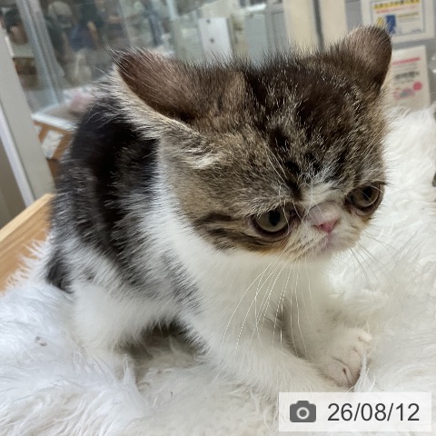 エキゾチックの写真