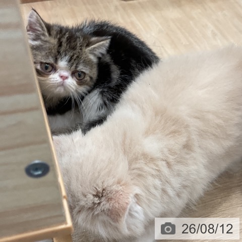 エキゾチックの写真