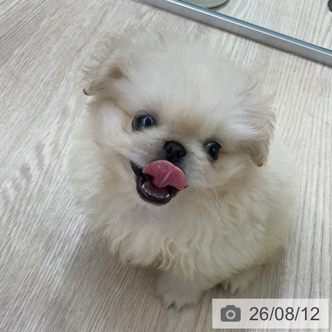 ペキニーズの写真