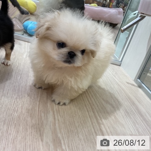 ペキニーズの写真