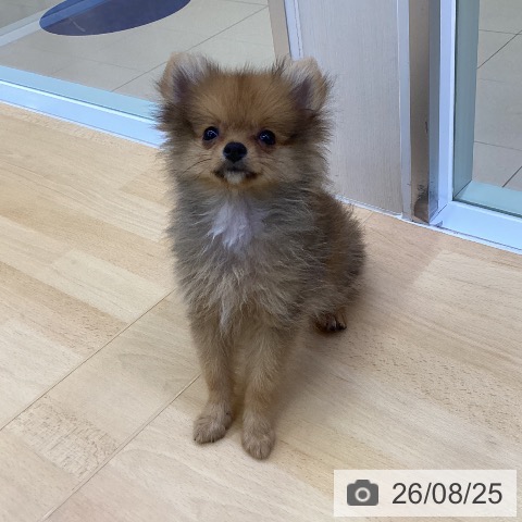 愛知県のポメラニアン (ペットプラス 三好店/2026年6月9日生まれ/男の子/オレンジ)の子犬の4枚目の画像