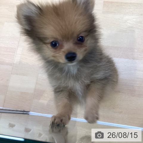 愛知県のポメラニアン (ペットプラス 三好店/2026年6月9日生まれ/男の子/オレンジ)の子犬の3枚目の画像