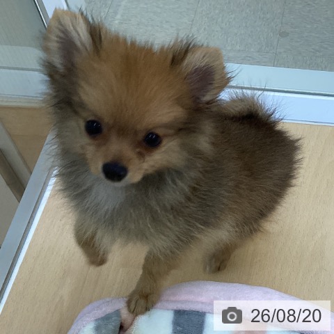 愛知県のポメラニアン (ペットプラス 三好店/2026年6月9日生まれ/男の子/オレンジ)の子犬の3枚目の画像
