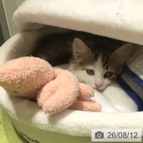 サイベリアンの写真