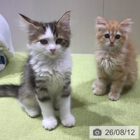 サイベリアンの写真