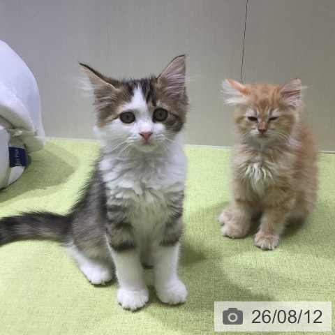 サイベリアンの写真