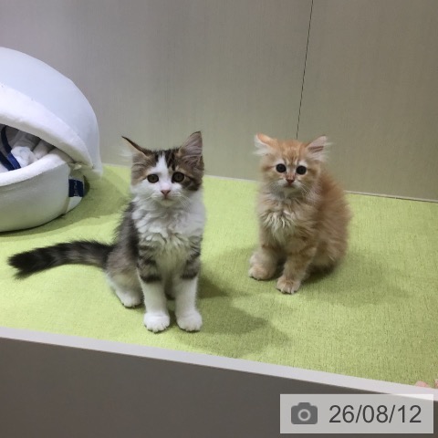 サイベリアンの写真