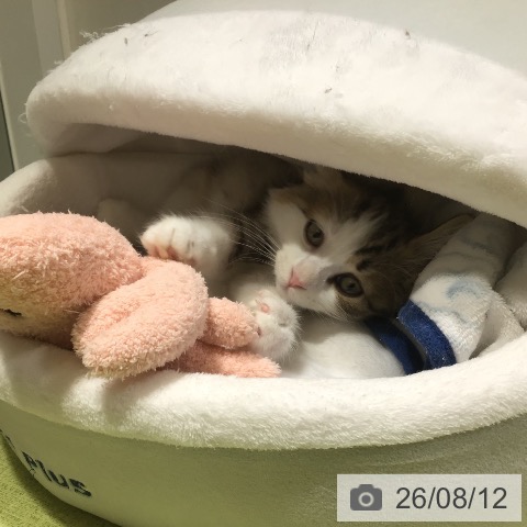 サイベリアンの写真