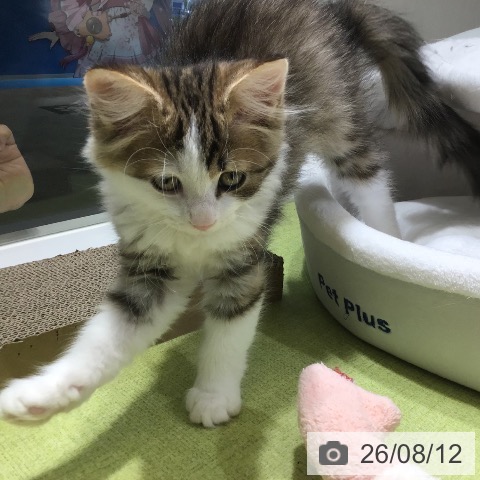 サイベリアンの写真