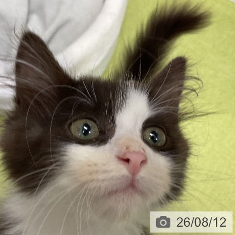 三重県のサイベリアン (ペットプラス 津南店/2026年5月26日生まれ/男の子/ブラックホワイト)の子猫の4枚目の画像