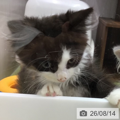 三重県のサイベリアン (ペットプラス 津南店/2026年5月26日生まれ/男の子/ブラックホワイト)の子猫の3枚目の画像