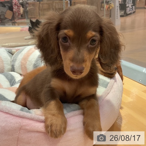 愛知県のミニチュアダックスフンド(ロング) (ペットプラス 名古屋茶屋店/2026年6月10日生まれ/男の子/チョコレートタン)の子犬の3枚目の画像