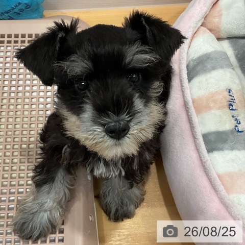愛知県のミニチュアシュナウザー (ペットプラス 名古屋茶屋店/2026年6月11日生まれ/女の子/ブラックシルバー)の子犬の4枚目の画像