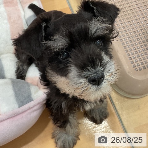 愛知県のミニチュアシュナウザー (ペットプラス 名古屋茶屋店/2026年6月11日生まれ/女の子/ブラックシルバー)の子犬の3枚目の画像