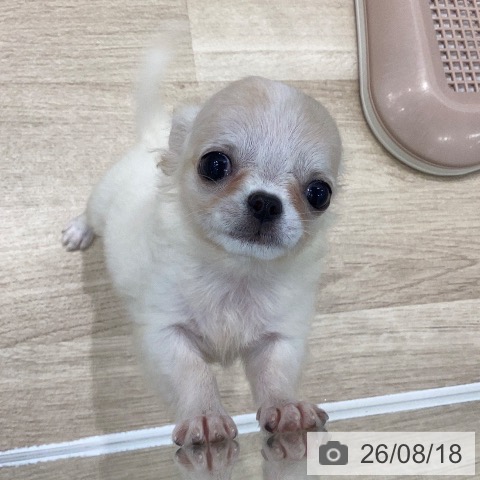 チワワの写真