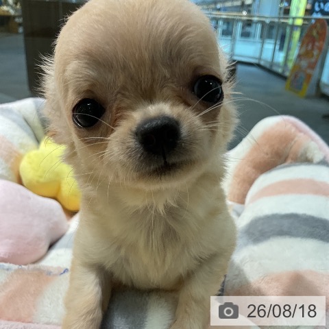 愛知県のチワワ(ロング) (ペットプラス 岡崎店/2026年6月10日生まれ/女の子/クリーム)の子犬の4枚目の画像