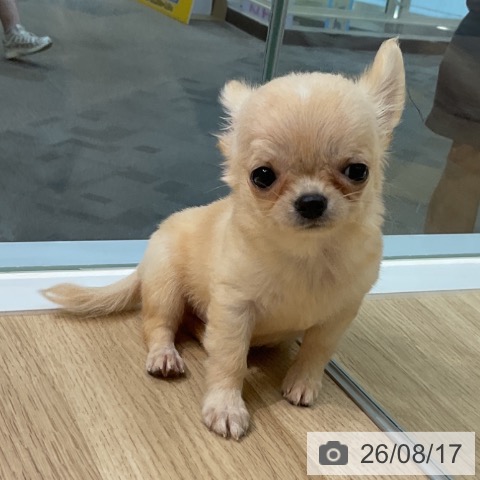愛知県のチワワ(ロング) (ペットプラス 岡崎店/2026年6月10日生まれ/女の子/クリーム)の子犬の3枚目の画像