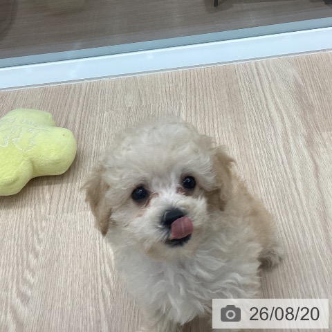 石川県のトイプードル(トイ) (ペットプラス 白山店/2026年6月11日生まれ/男の子/クリーム)の子犬の3枚目の画像