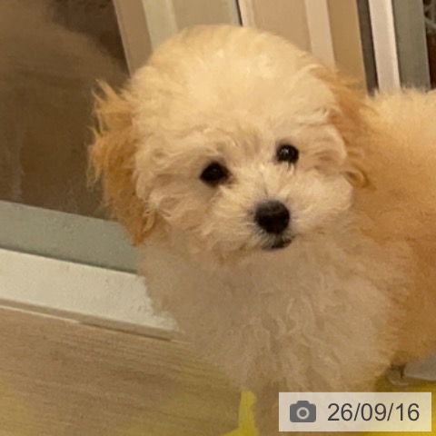 福井県のトイプードル(トイ) (ペットプラス 福井店/2026年6月11日生まれ/男の子/クリーム)の子犬の4枚目の画像
