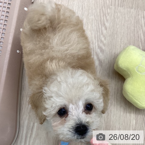 福井県のトイプードル(トイ) (ペットプラス 福井店/2026年6月11日生まれ/男の子/クリーム)の子犬の3枚目の画像