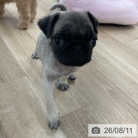 パグの写真