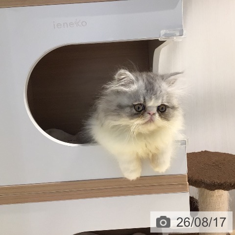 岐阜県のエキゾチック (ペットプラス 各務原店/2026年6月1日生まれ/男の子/シルバータビーホワイト)の子猫の4枚目の画像