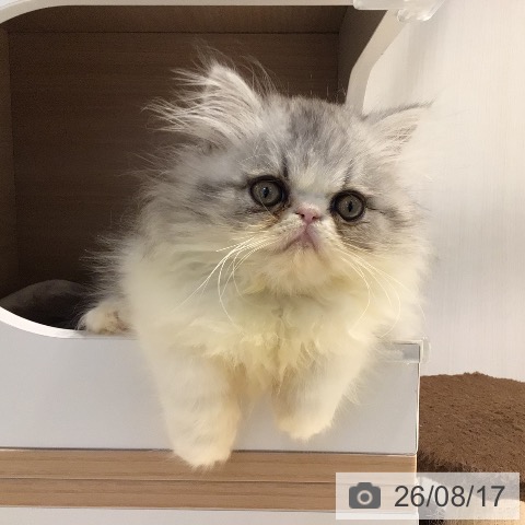 岐阜県のエキゾチック (ペットプラス 各務原店/2026年6月1日生まれ/男の子/シルバータビーホワイト)の子猫の3枚目の画像