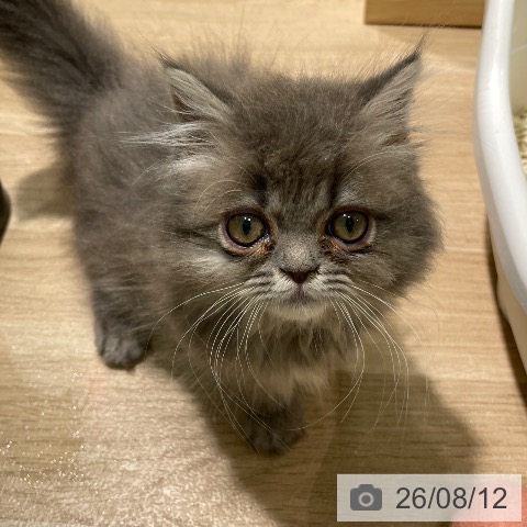 愛知県のペルシャ (ペットプラス 則武新町店/2026年5月27日生まれ/男の子/ブルー)の子猫の3枚目の画像