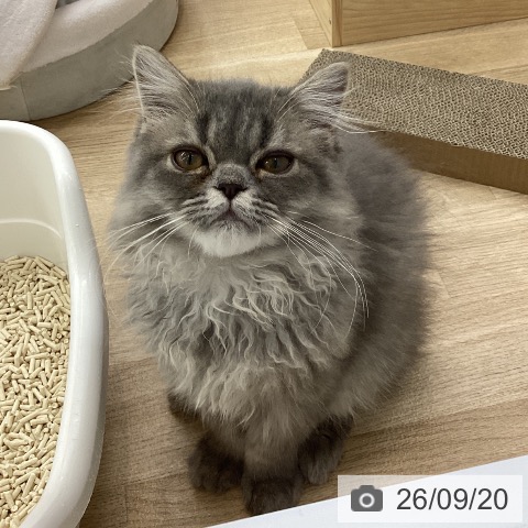 ペルシャの写真