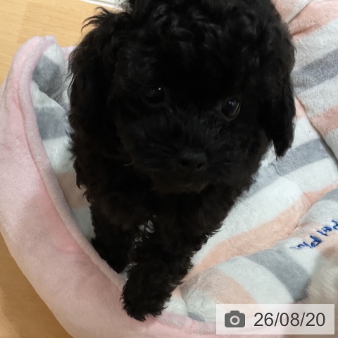 石川県のトイプードル(トイ) (ペットプラス 新小松店/2026年6月9日生まれ/女の子/ブラック)の子犬の3枚目の画像