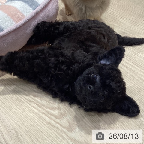 愛知県のトイプードル(トイ) (ペットプラス イオンモール長久手店/2026年6月9日生まれ/女の子/ブラック)の子犬の4枚目の画像