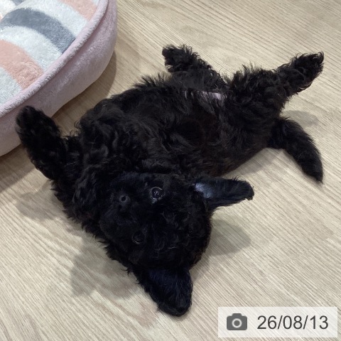 愛知県のトイプードル(トイ) (ペットプラス イオンモール長久手店/2026年6月9日生まれ/女の子/ブラック)の子犬の3枚目の画像