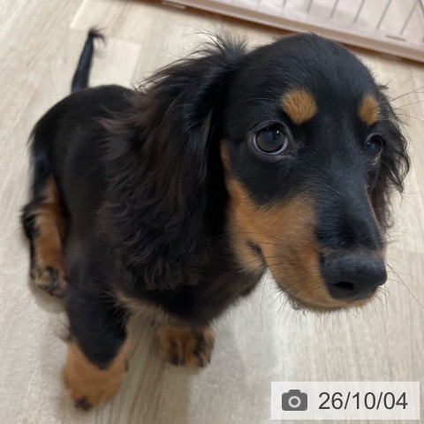 ミニチュア・ダックスフンドの写真