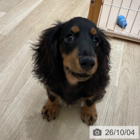 ミニチュア・ダックスフンドの写真