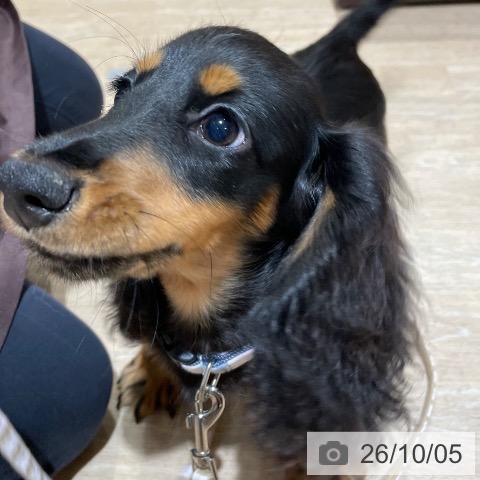 ミニチュア・ダックスフンドの写真