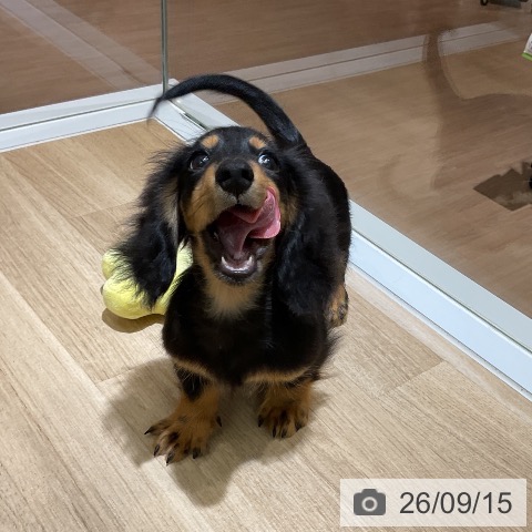 愛知県のミニチュアダックスフンド(ロング) (ペットプラス イオンモール豊川店/2026年6月10日生まれ/男の子/ブラックタン)の子犬の3枚目の画像