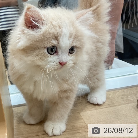 ラガマフィンの写真