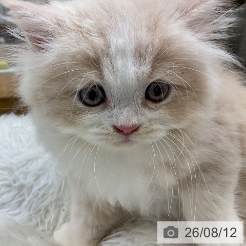 ラガマフィンの写真