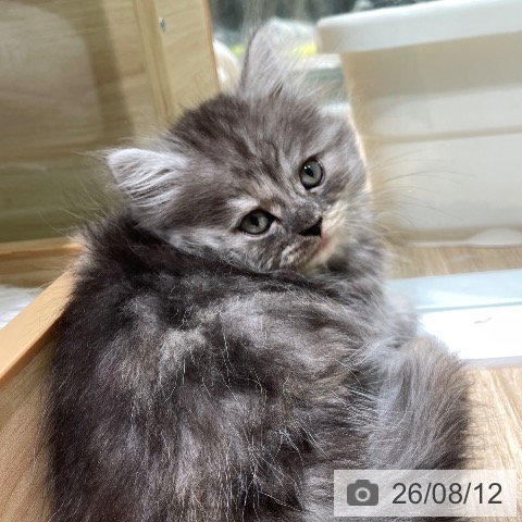 ラガマフィンの写真