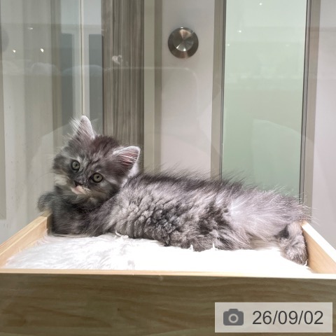 愛知県のラガマフィン (ペットプラス 則武新町店/2026年6月11日生まれ/女の子/シルバーパッチドタビー)の子猫の4枚目の画像