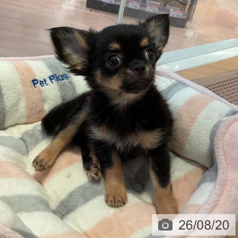 三重県のチワワ(ロング) (ペットプラス 東員店/2026年6月11日生まれ/男の子/ブラックタン)の子犬の3枚目の画像
