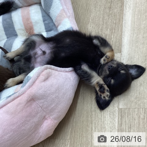 愛知県のチワワ(ロング) (ペットプラス 千音寺店/2026年6月11日生まれ/男の子/ブラックタン)の子犬の4枚目の画像