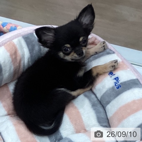 愛知県のチワワ(ロング) (ペットプラス 東浦店/2026年6月11日生まれ/男の子/ブラックタン)の子犬の3枚目の画像