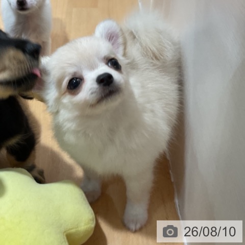 チワワの写真