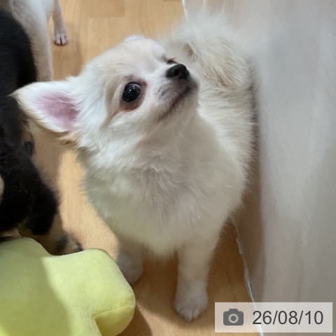 チワワの写真