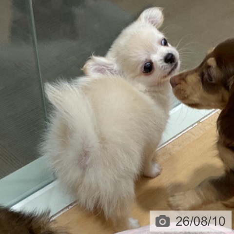 チワワの写真