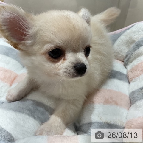 石川県のチワワ(ロング) (ペットプラス 新小松店/2026年6月11日生まれ/男の子/クリーム)の子犬の4枚目の画像