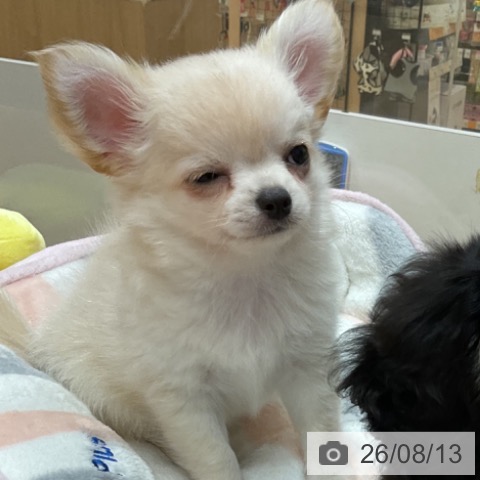 石川県のチワワ(ロング) (ペットプラス 新小松店/2026年6月11日生まれ/男の子/クリーム)の子犬の3枚目の画像