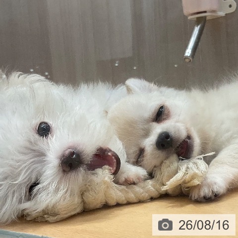 石川県のチワワ(ロング) (ペットプラス 新小松店/2026年6月11日生まれ/男の子/クリーム)の子犬の3枚目の画像