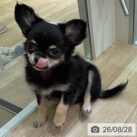 愛知県のチワワ(ロング) (ペットプラス 豊田店/2026年6月11日生まれ/女の子/ブラックタン)の子犬の4枚目の画像